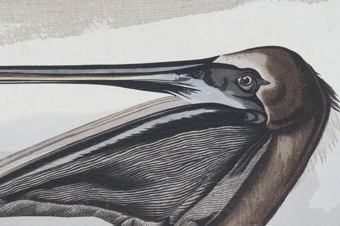 Pareja Lienzos Enmarcados Pájaros