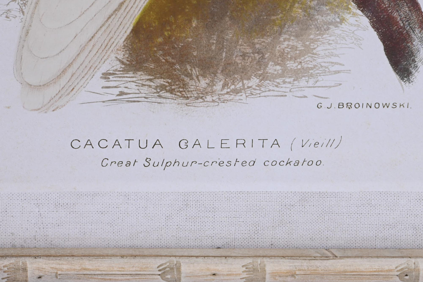 Conjunto Cacatúas Bambú