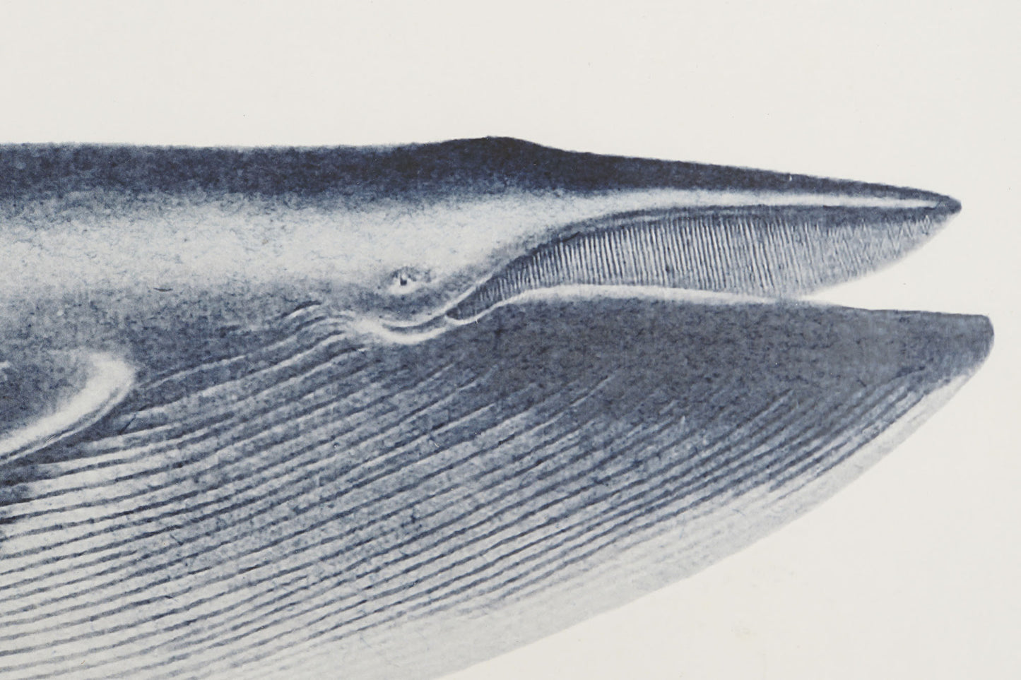 Pareja de Ballenas