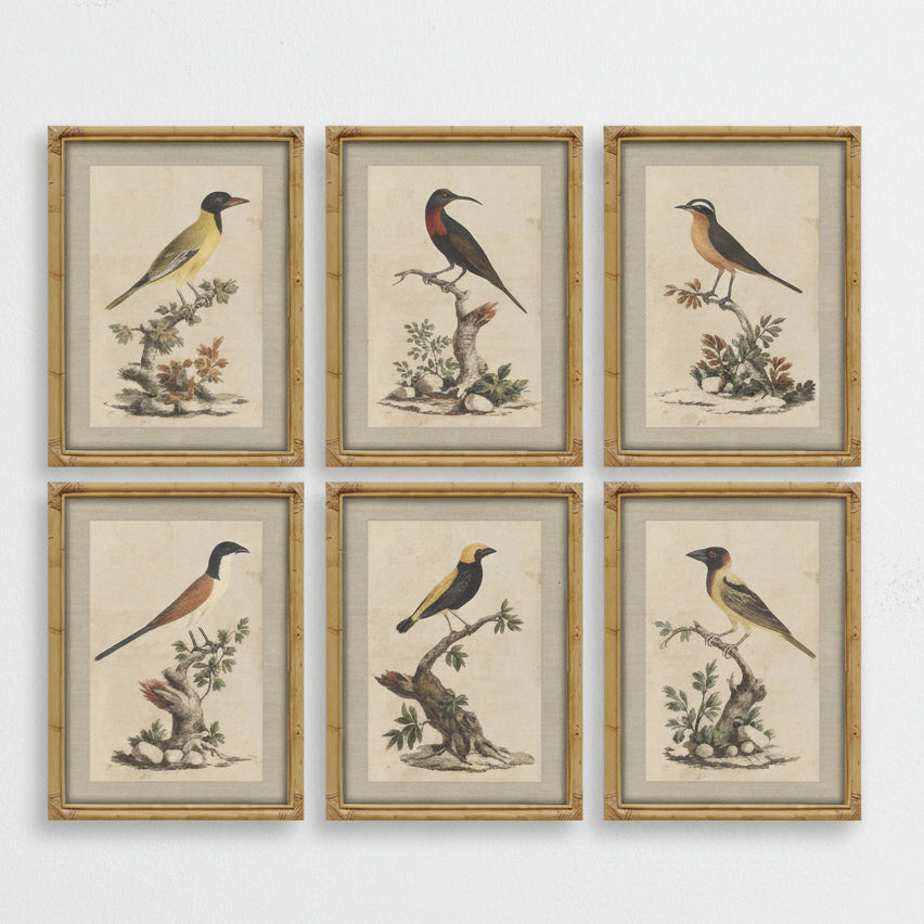 Colección Seis Cuadros Pájaros