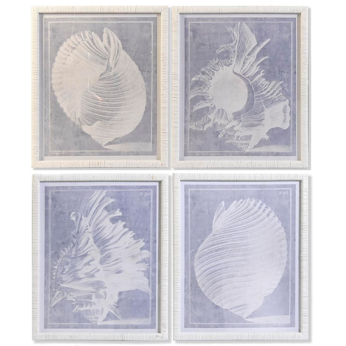 Colección Cuadros Caracolas Blancas