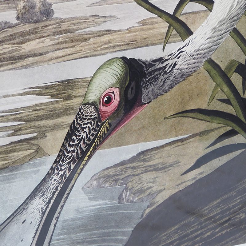 cuadro pájaro