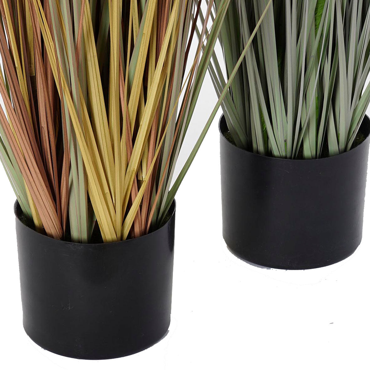 Planta Papiro Hojas Color Grande