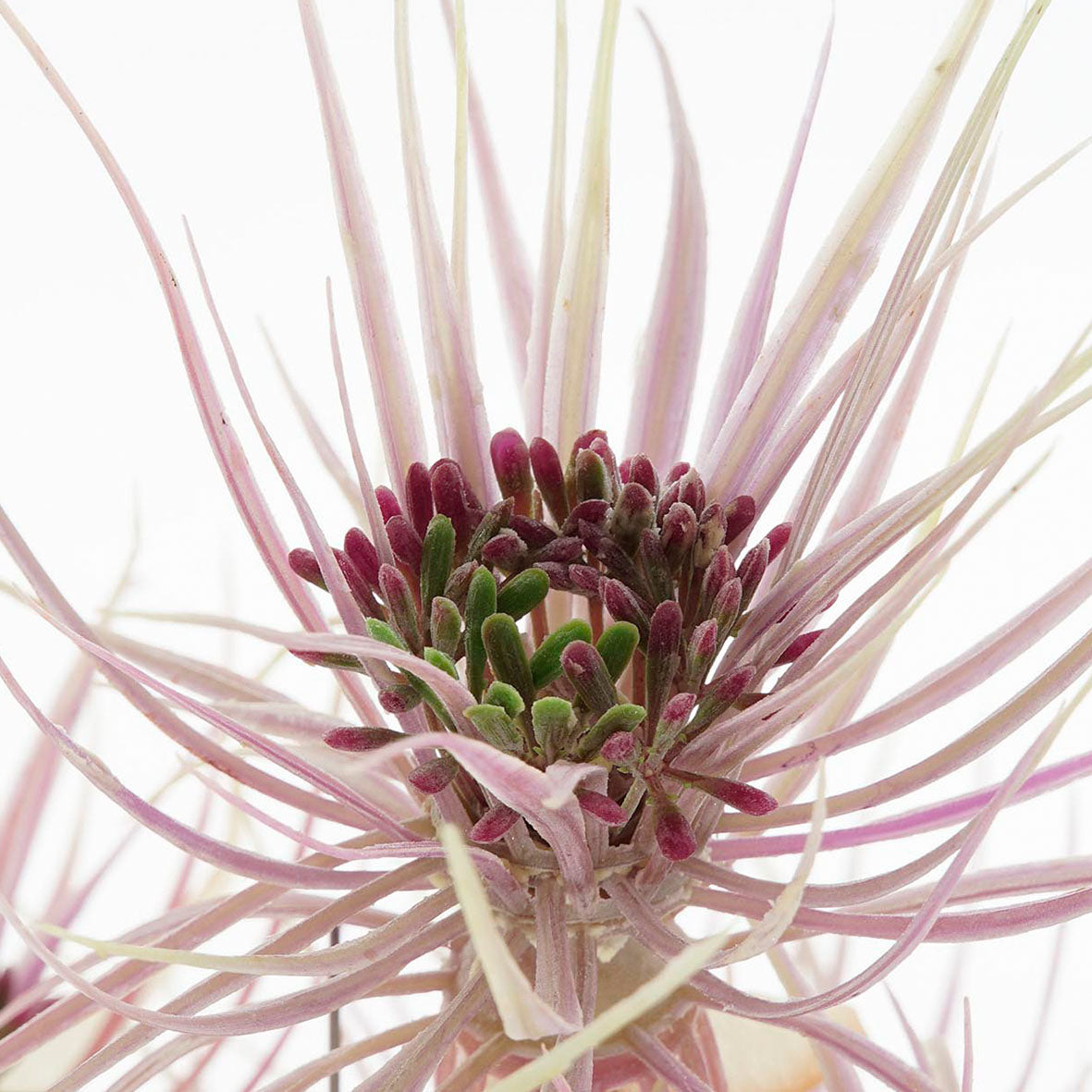 Planta Papiro Hojas Color Grande