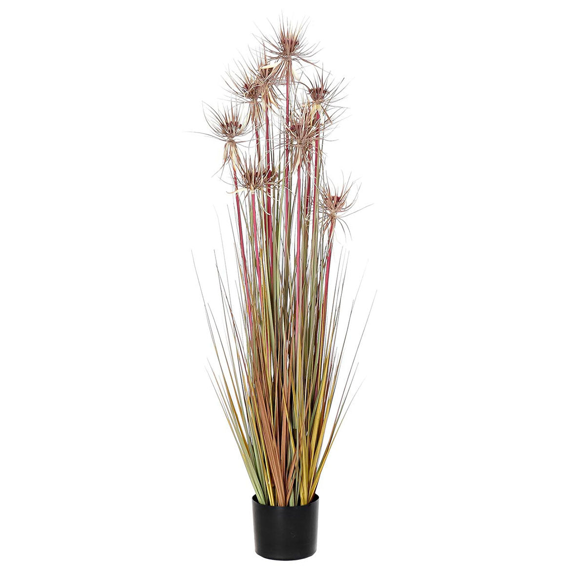 Planta Papiro Hojas Color Grande