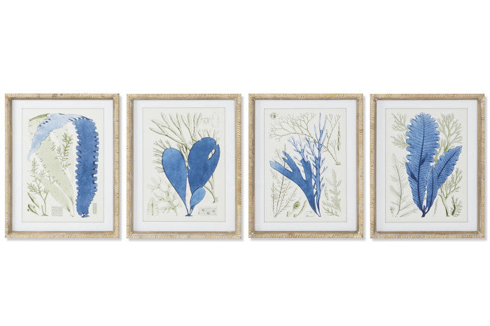 Colección Cuatro Cuadros Algas