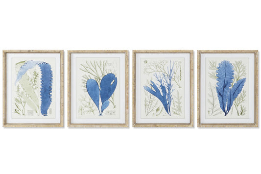 Colección Cuatro Cuadros Algas