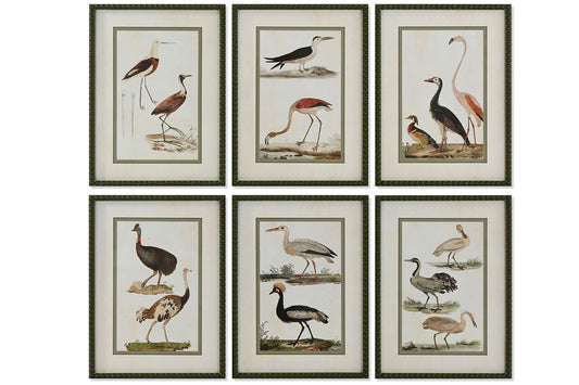 Colección Seis Cuadros Aves