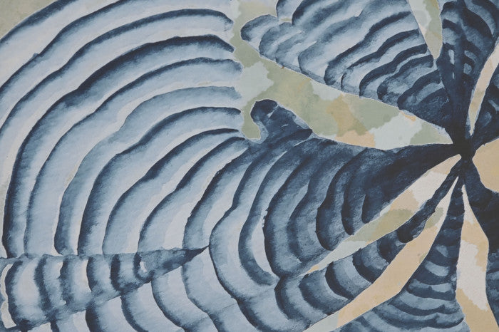 Conjunto Seis Cuadros Algas