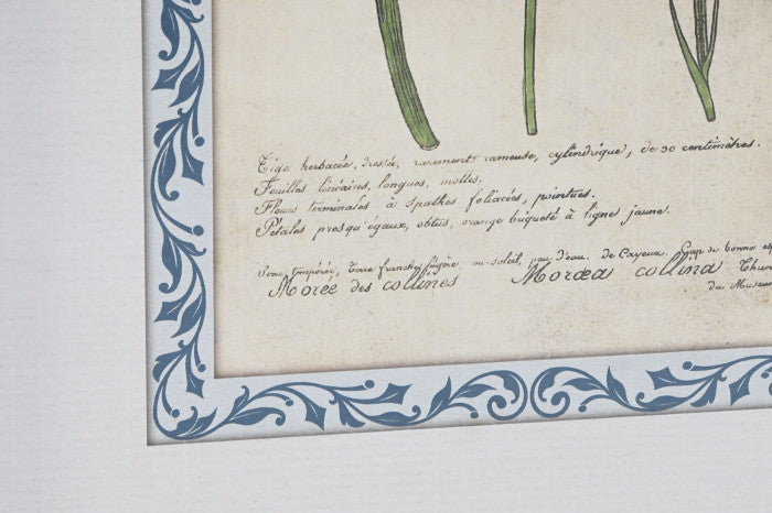 Set Cuadros Botánica