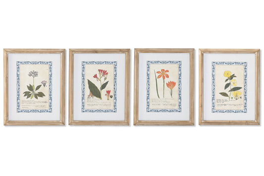 Set Cuadros Botánica