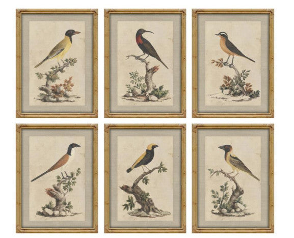 Colección Seis Cuadros Pájaros