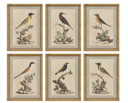 Colección Seis Cuadros Pájaros