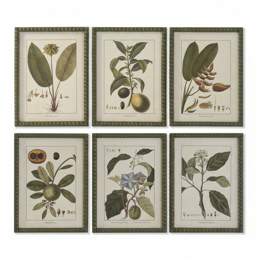 Colección Seis Cuadros Botánicos