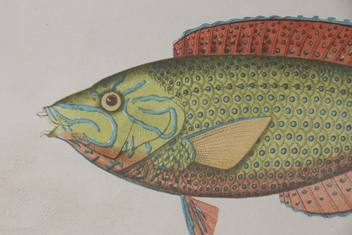 Cuadros Peces de Colores
