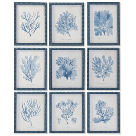 Colección Nueve Cuadros Corales