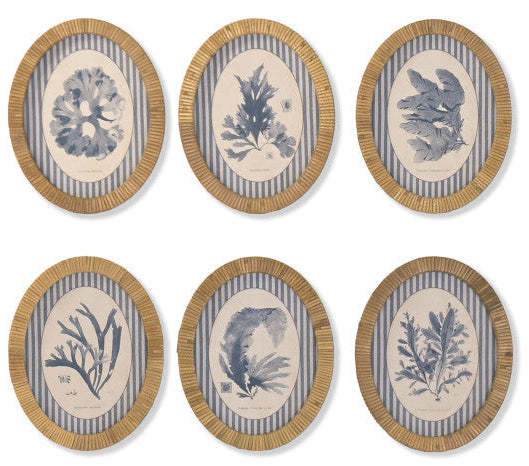 Colección Cuadros Ovalados Corales