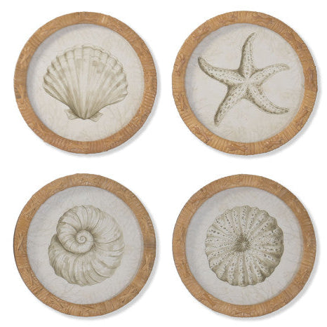 Colección Cuadros Circulares Conchas