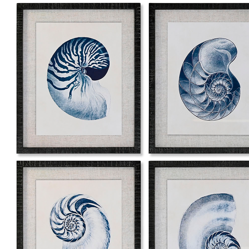 Conjunto Caracolas Nautilus