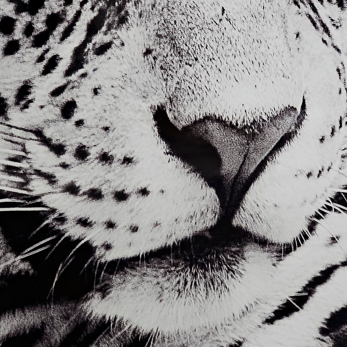 Cuadro Leopardo Blanco y Negro 1