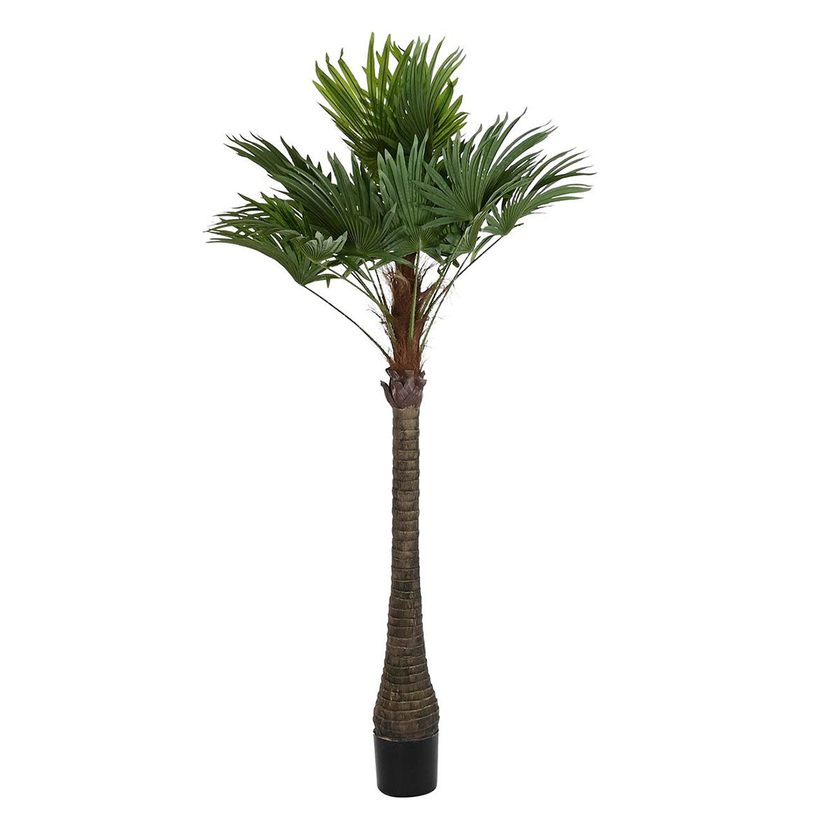 Palmera Grande