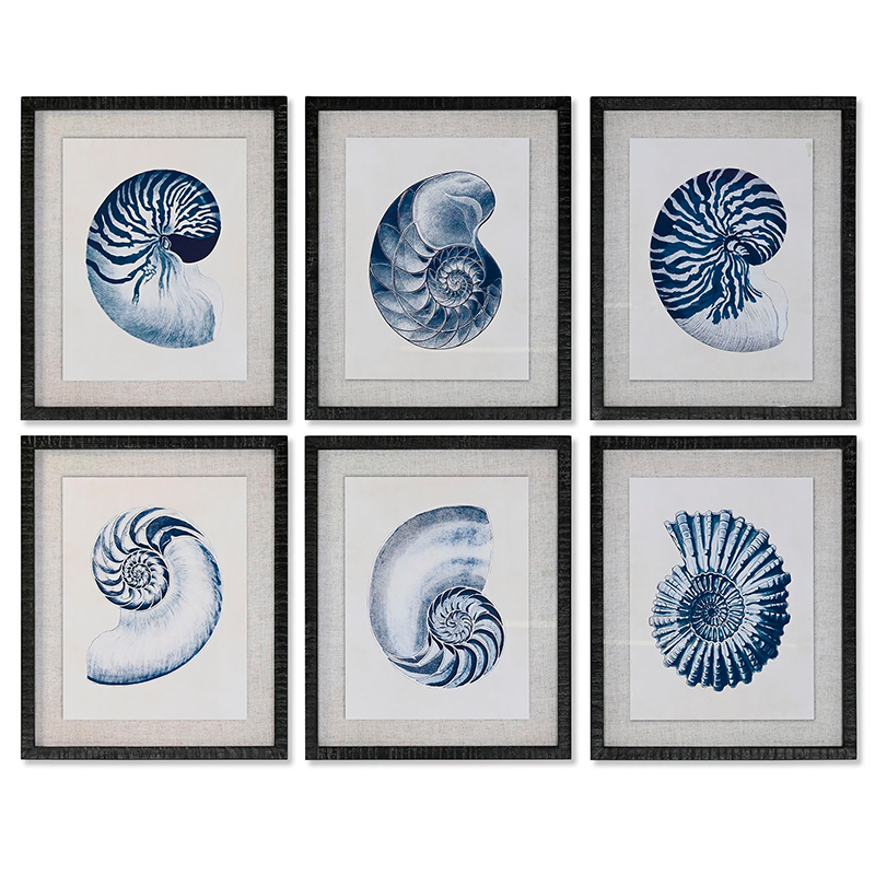 Conjunto Caracolas Nautilus