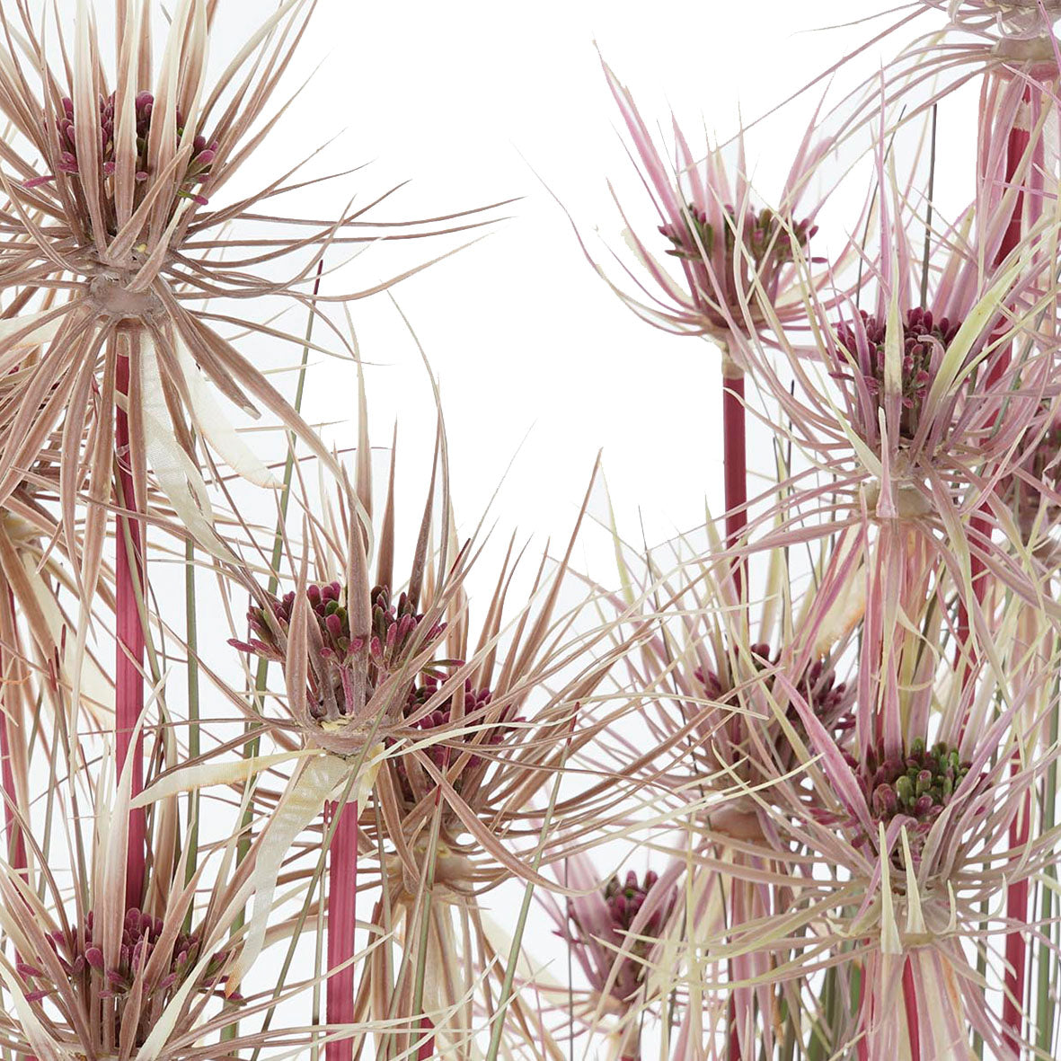 Planta Papiro Malva Grande